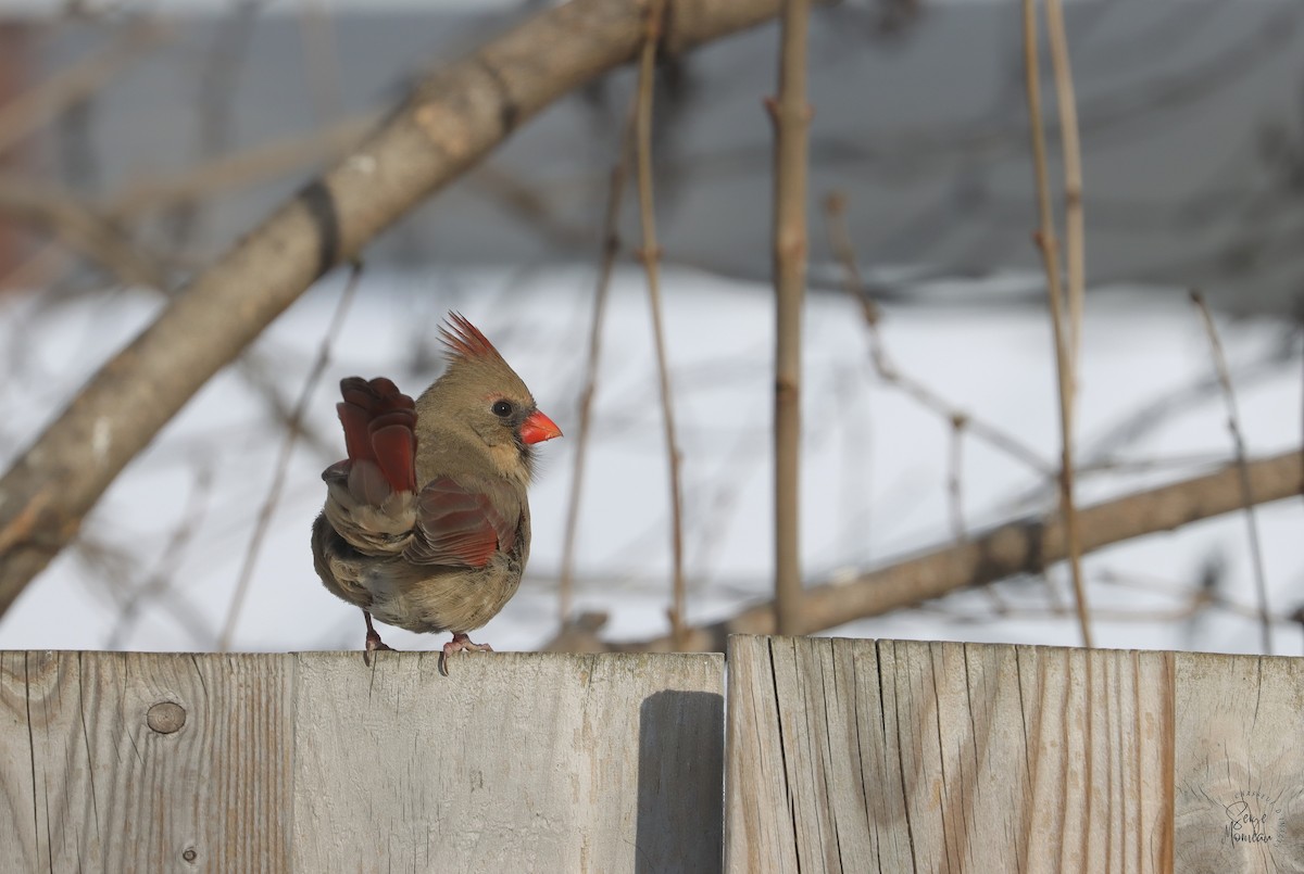 Northern Cardinal - ML647726564