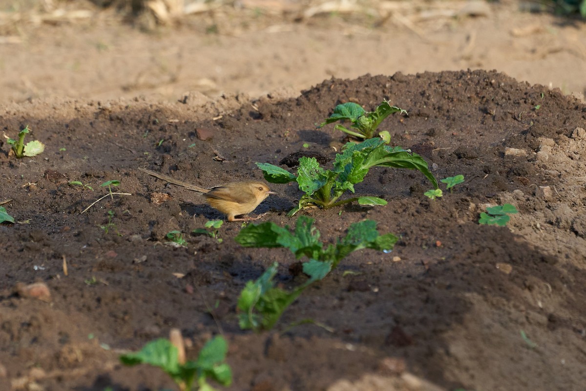 Prinia Sencilla - ML647726570