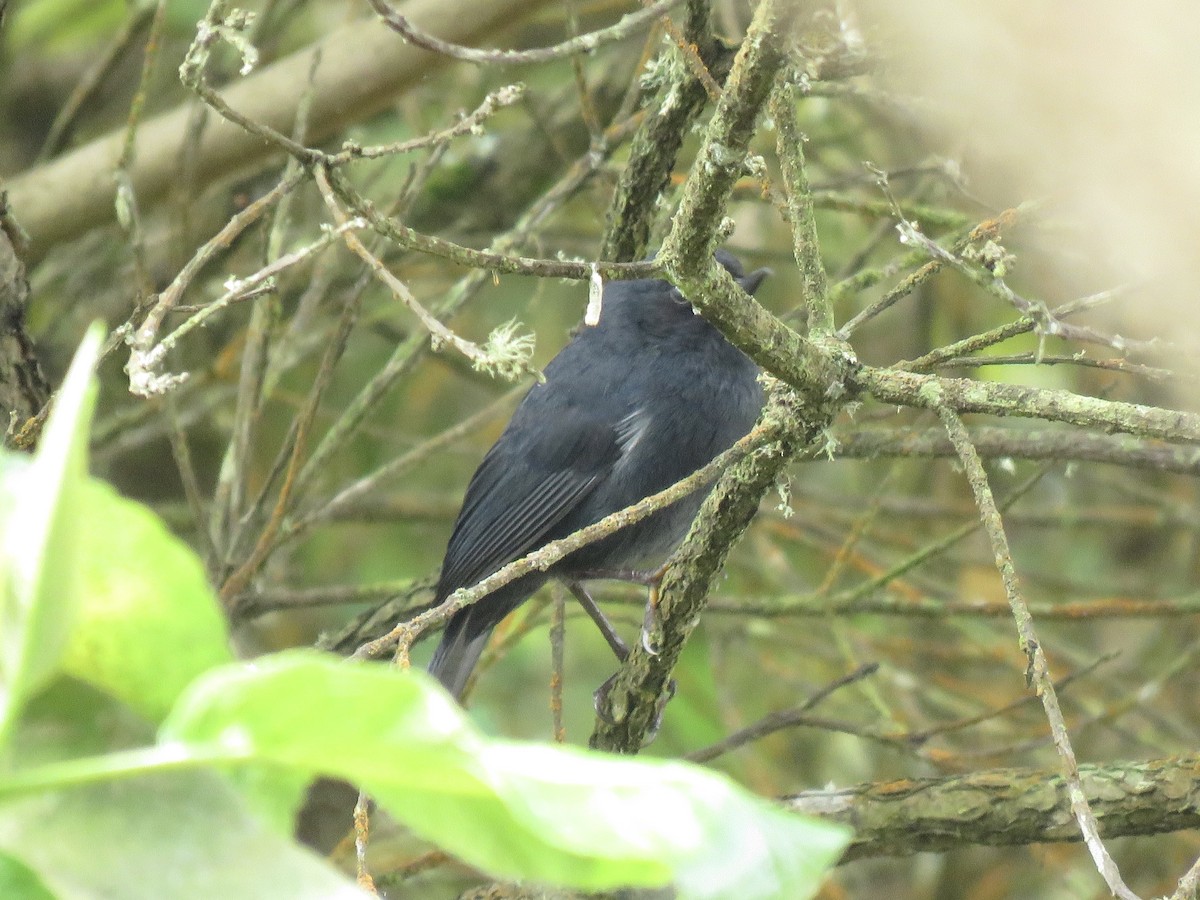 White-sided Flowerpiercer - ML647726575