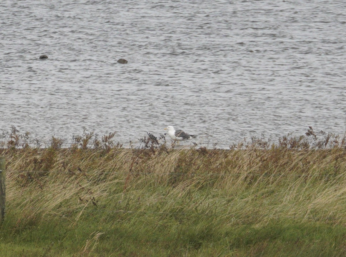 Gaviota Sombría - ML647726595