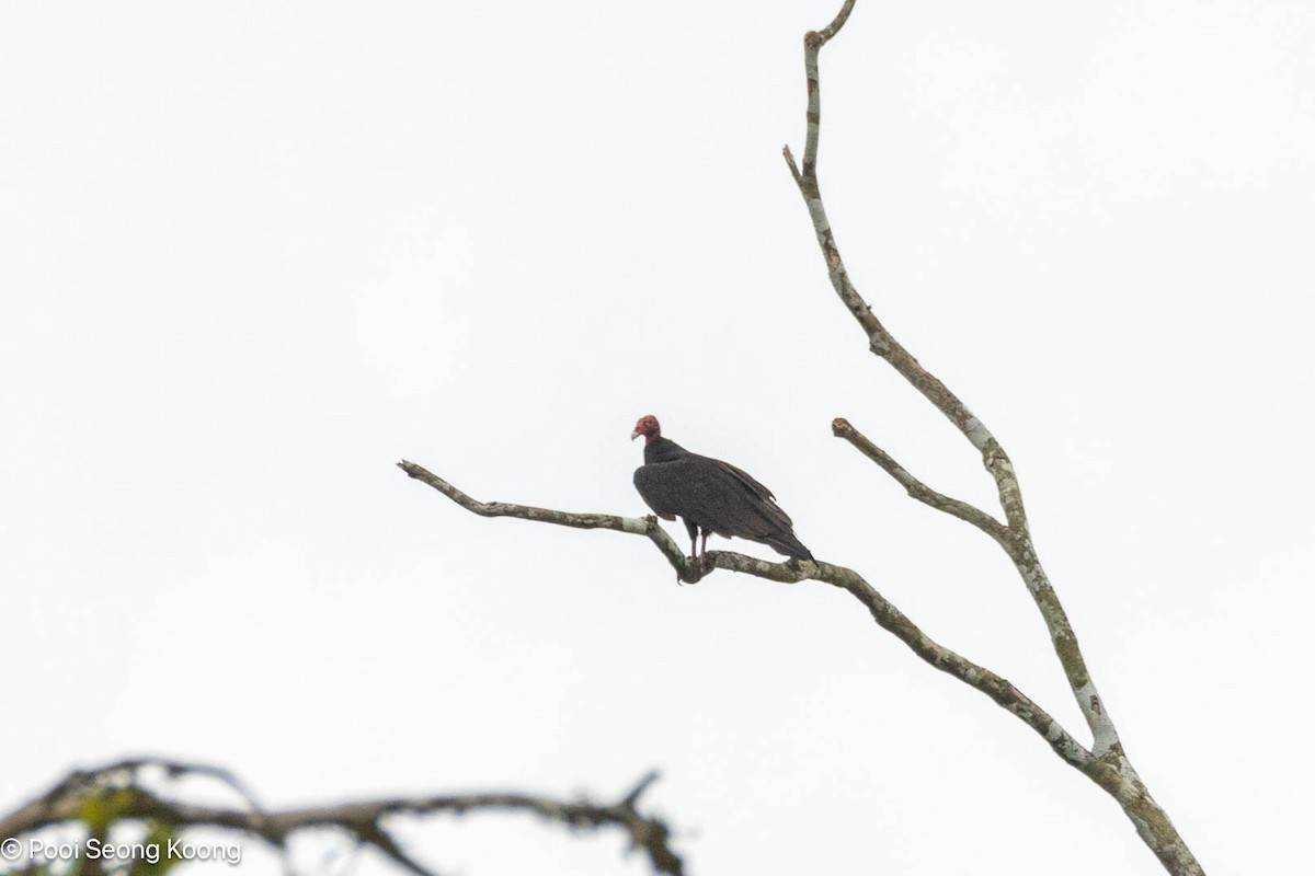 kondor krocanovitý - ML647726604