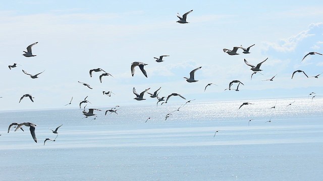 Black-legged Kittiwake - ML647726605