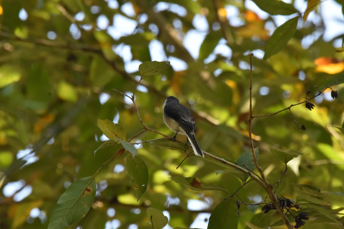 Taiga Flycatcher - ML647726612
