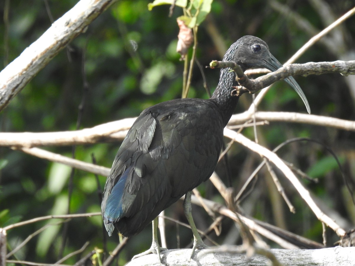 Green Ibis - ML647726614