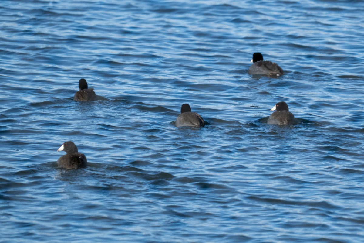 American Coot - ML647726629