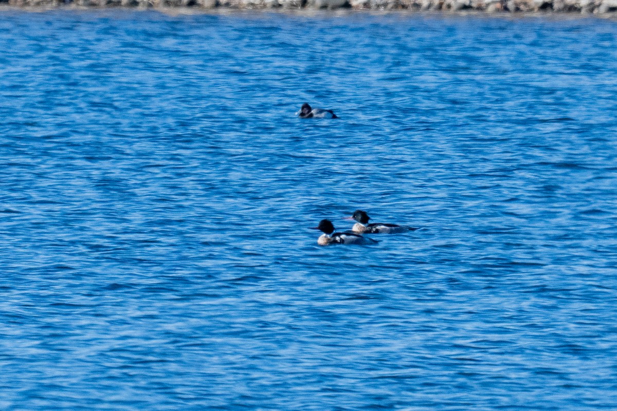 Red-breasted Merganser - ML647726635