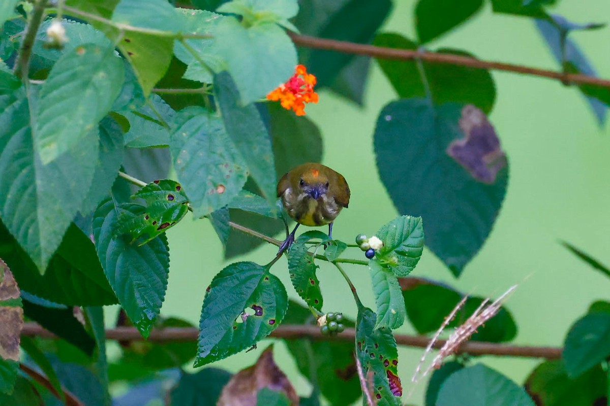 Yellow-breasted Flowerpecker - ML647726637