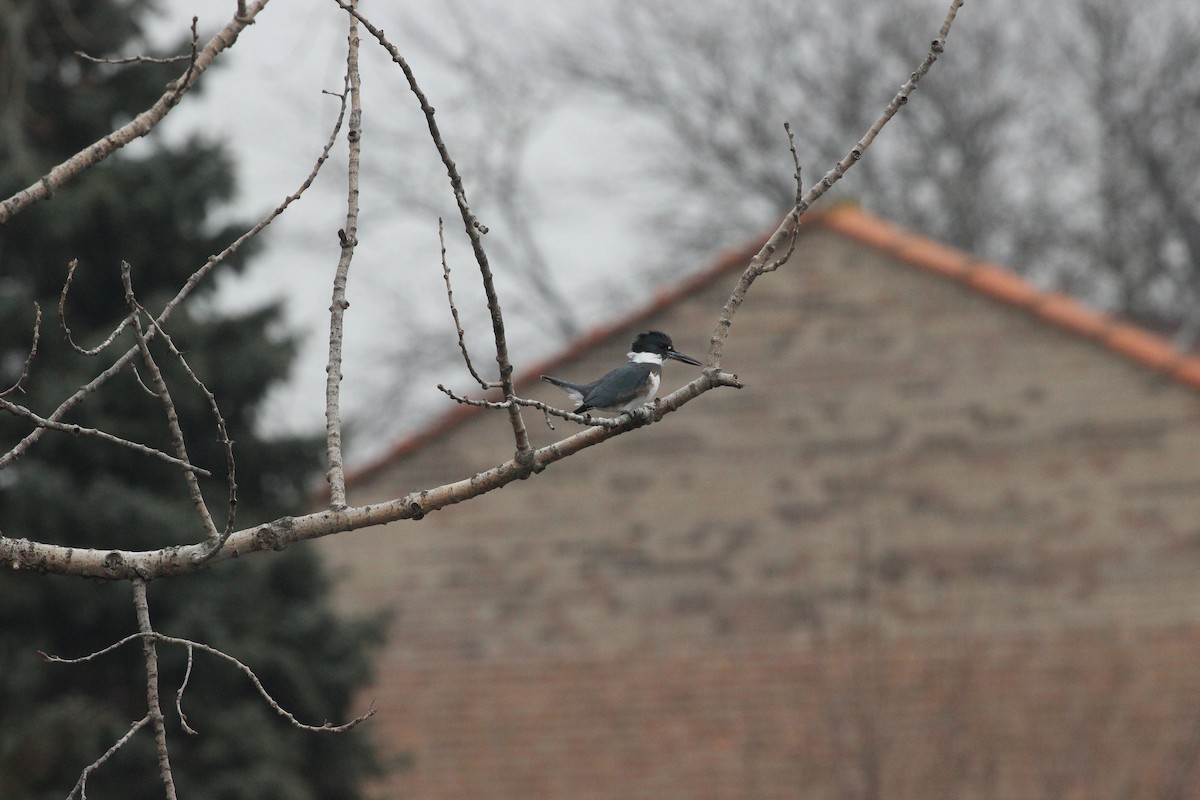 Belted Kingfisher - ML647726639