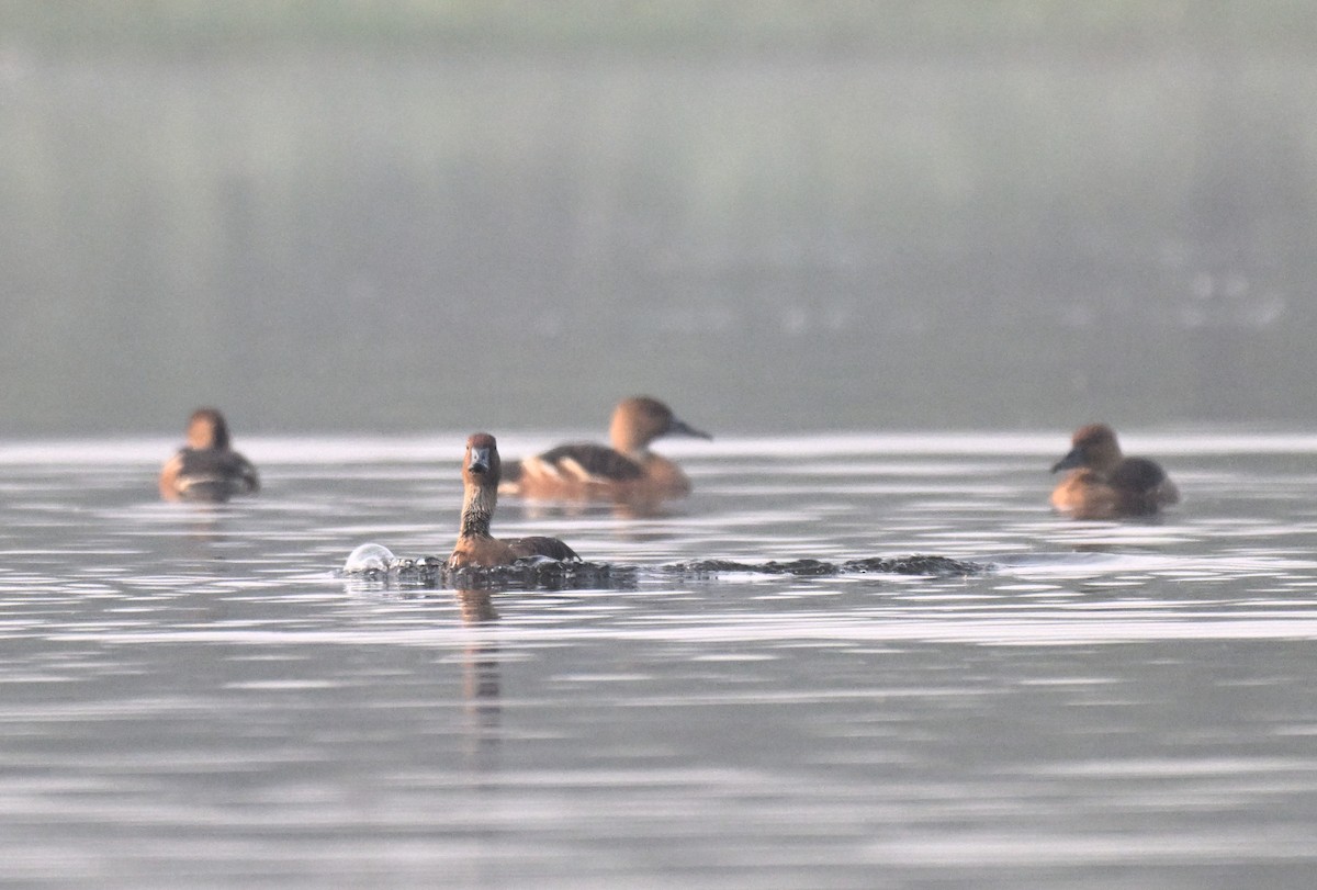 Fulvous Whistling-Duck - ML647726641