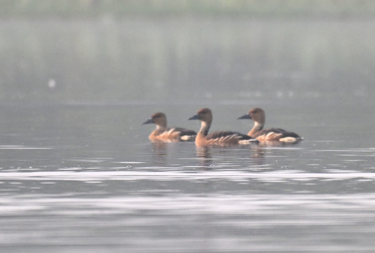 Fulvous Whistling-Duck - ML647726642