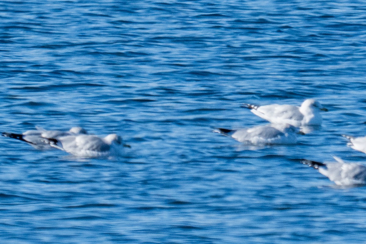 Ring-billed Gull - ML647726643