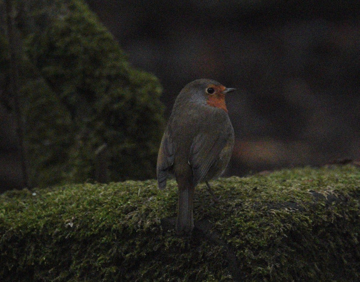 European Robin - ML647726645