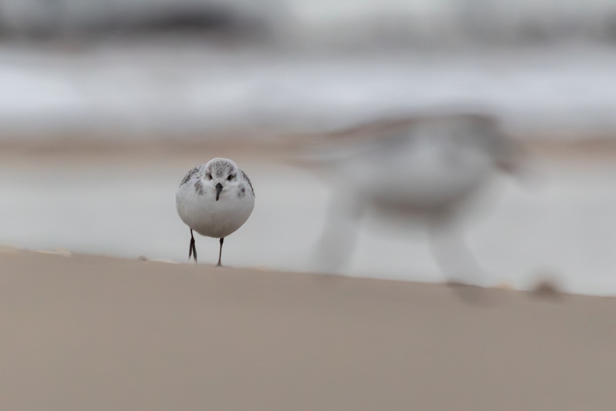Sanderling - ML647726650