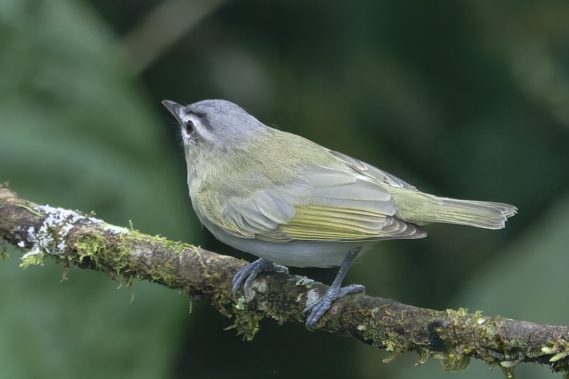 Chivi Vireo - ML647726651