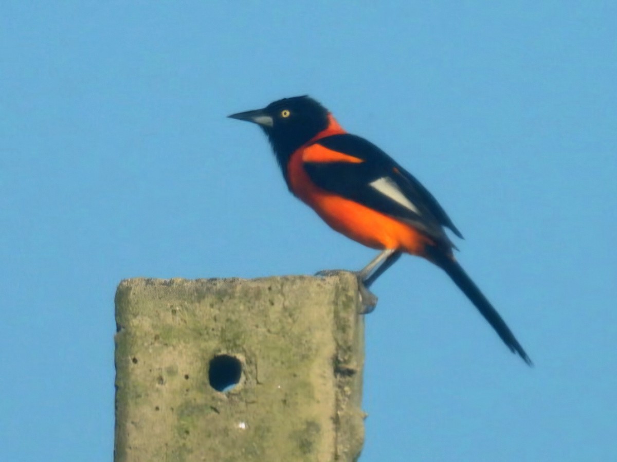 Campo Troupial - ML647726652