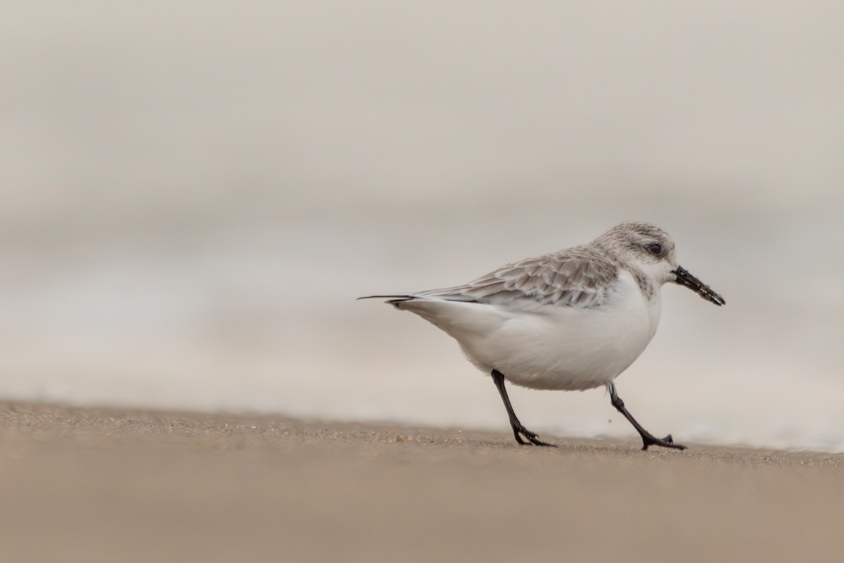 Sanderling - ML647726653