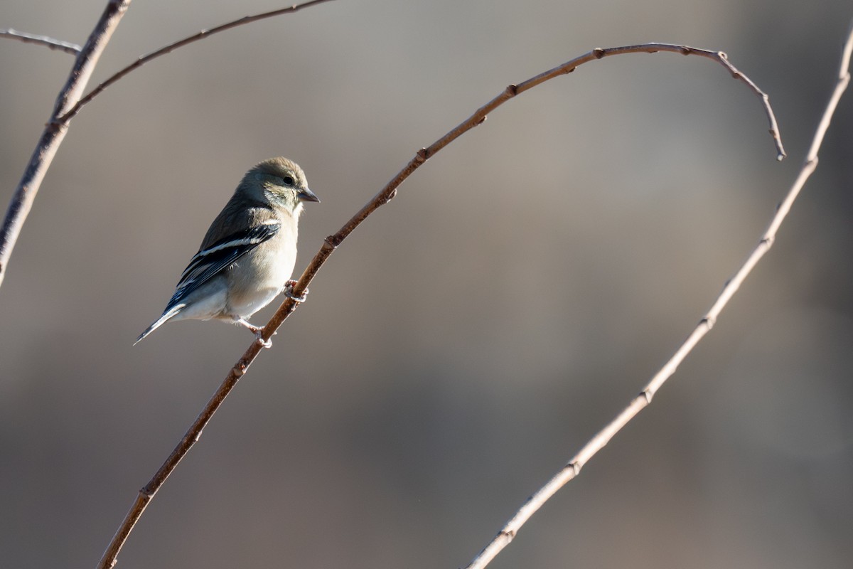 American Goldfinch - ML647726654