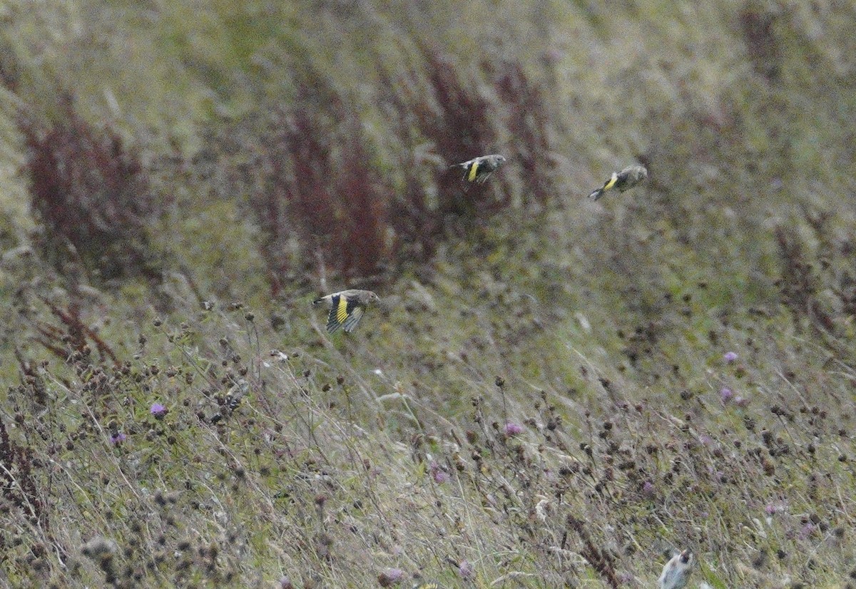 European Goldfinch - ML647726656