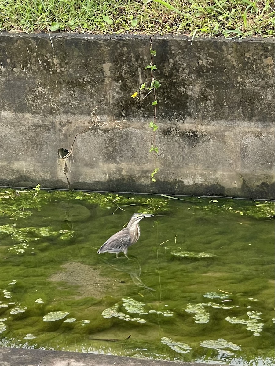 Striated Heron - ML647726660