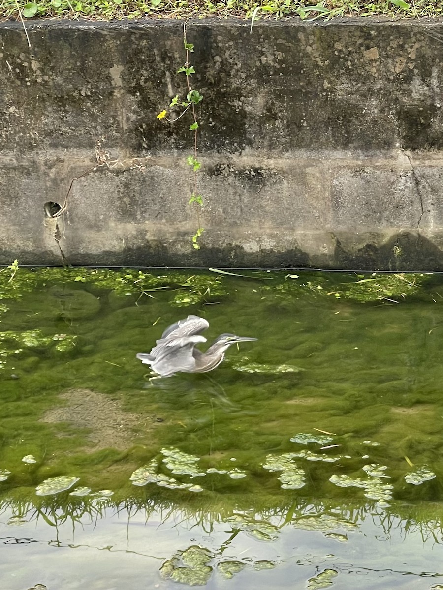 Striated Heron - ML647726661