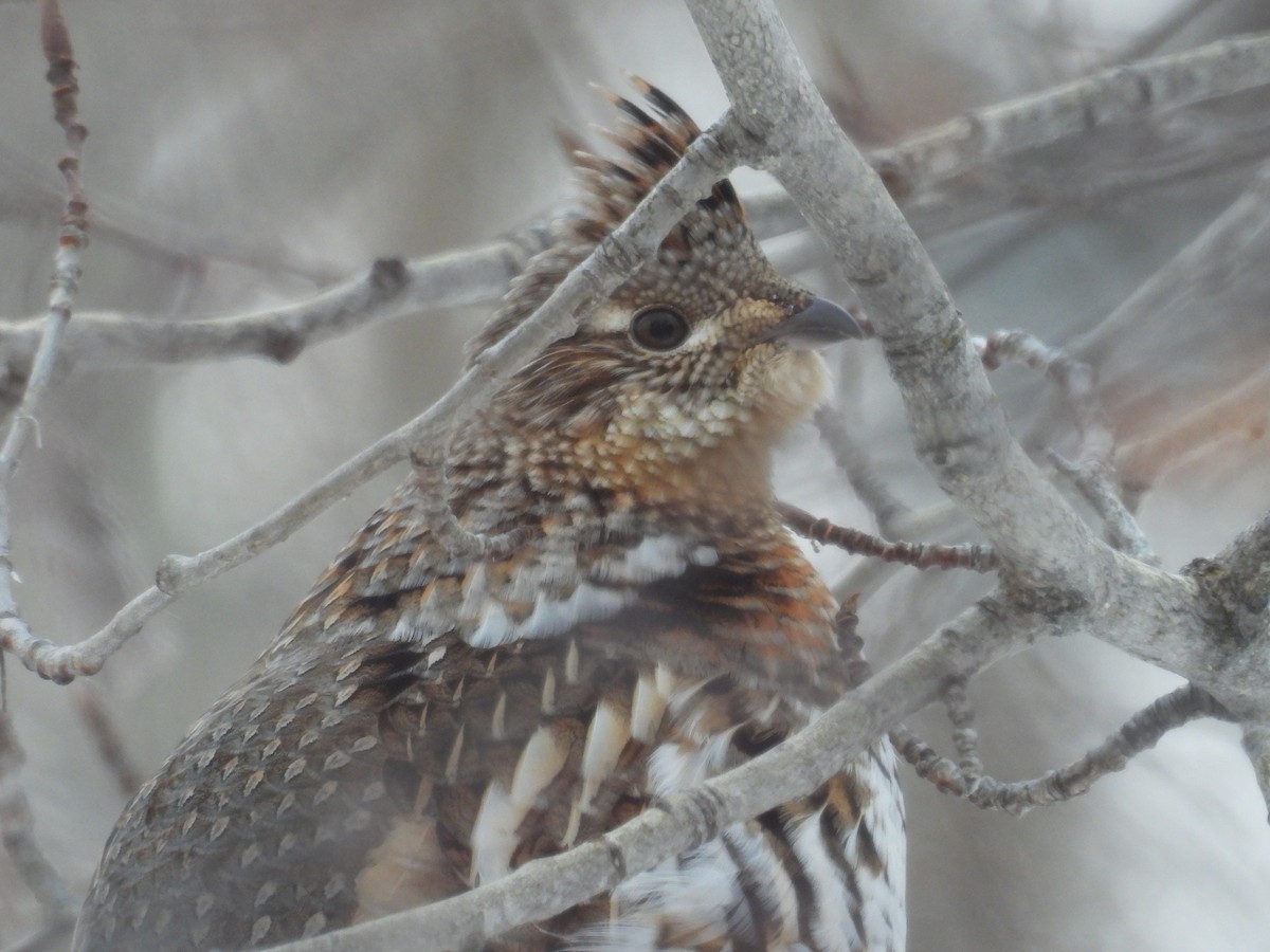 Ruffed Grouse - ML647726664