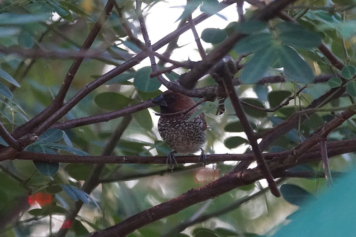 Scaly-breasted Munia - ML647726666
