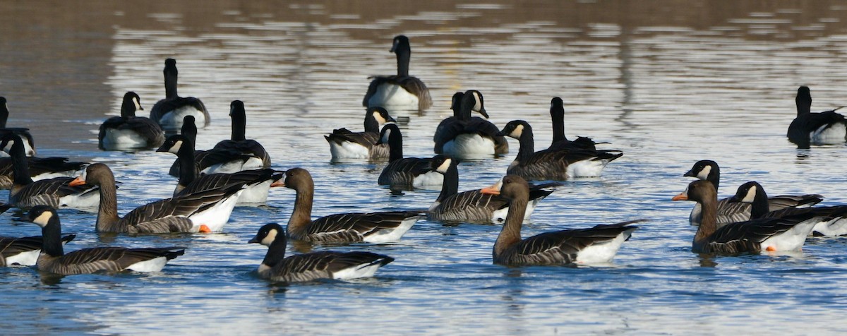 白額雁 - ML647726696