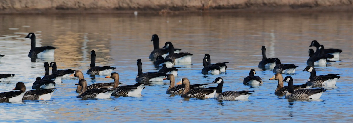 白額雁 - ML647726697