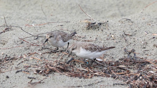 Red-necked Stint - ML647726729