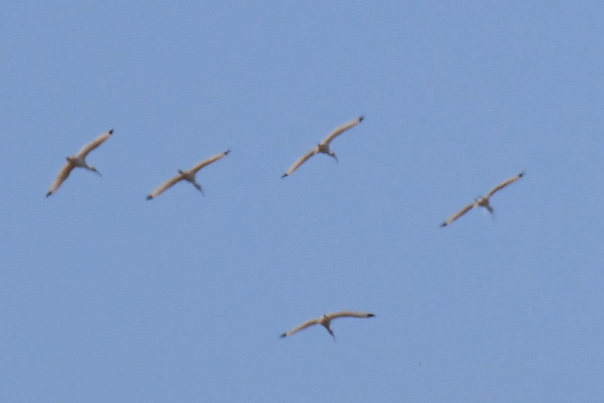 Corocoro Blanco - ML647726797