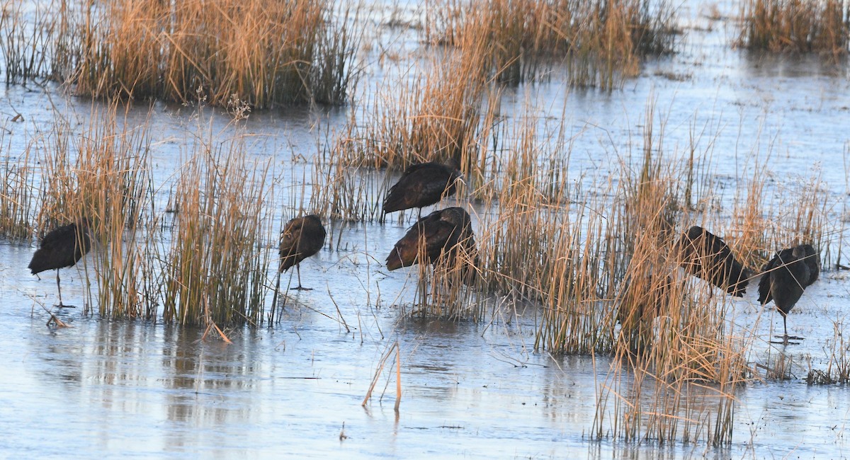 Beltzaran musuzuria - ML647726799