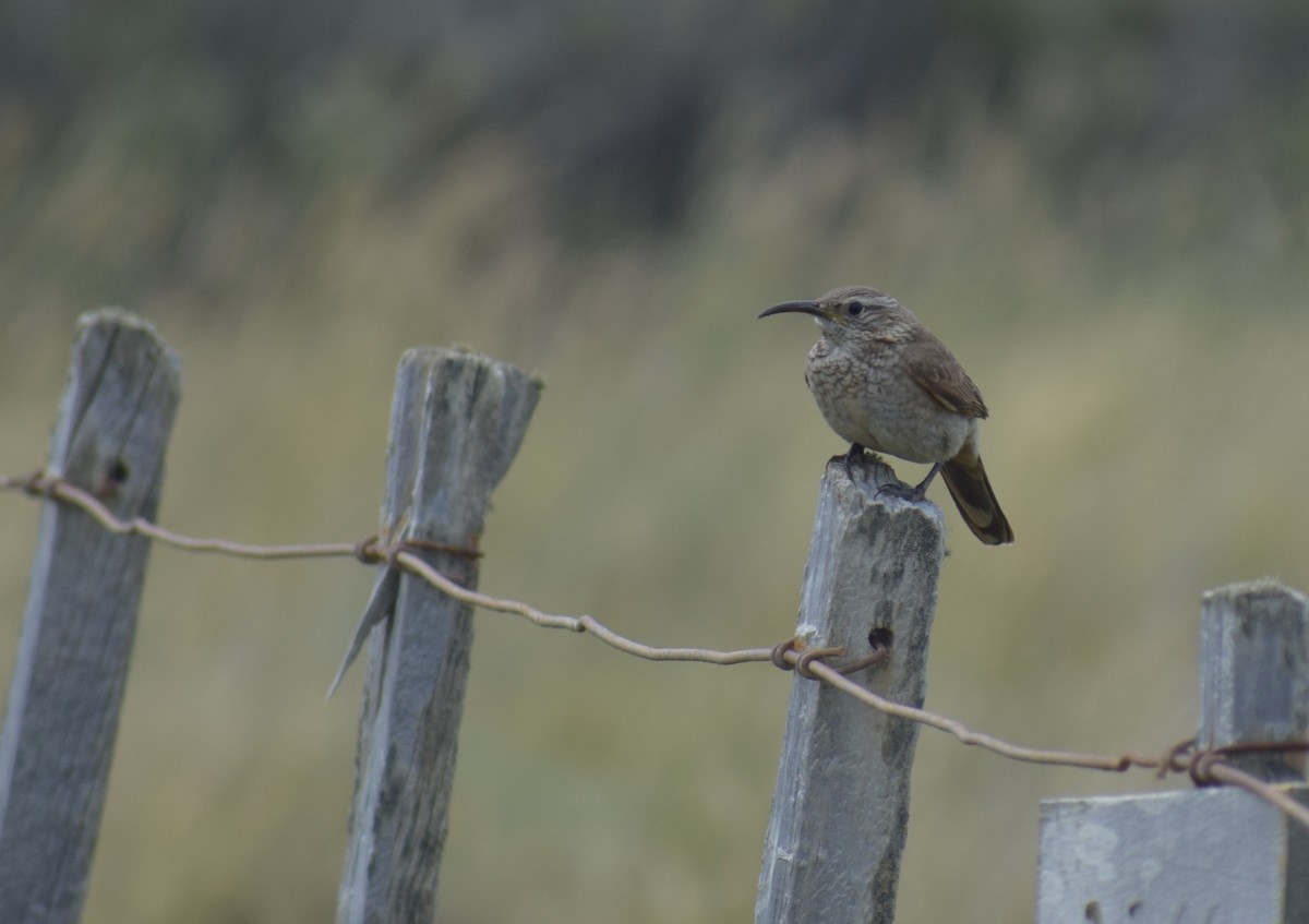 Scale-throated Earthcreeper - ML647726853