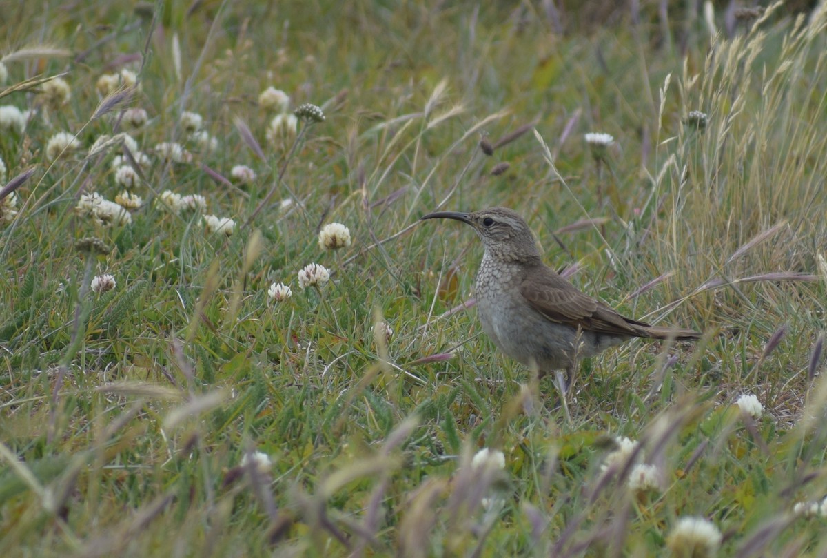 Scale-throated Earthcreeper - ML647726854