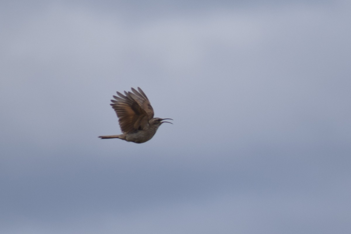 Scale-throated Earthcreeper - ML647726855