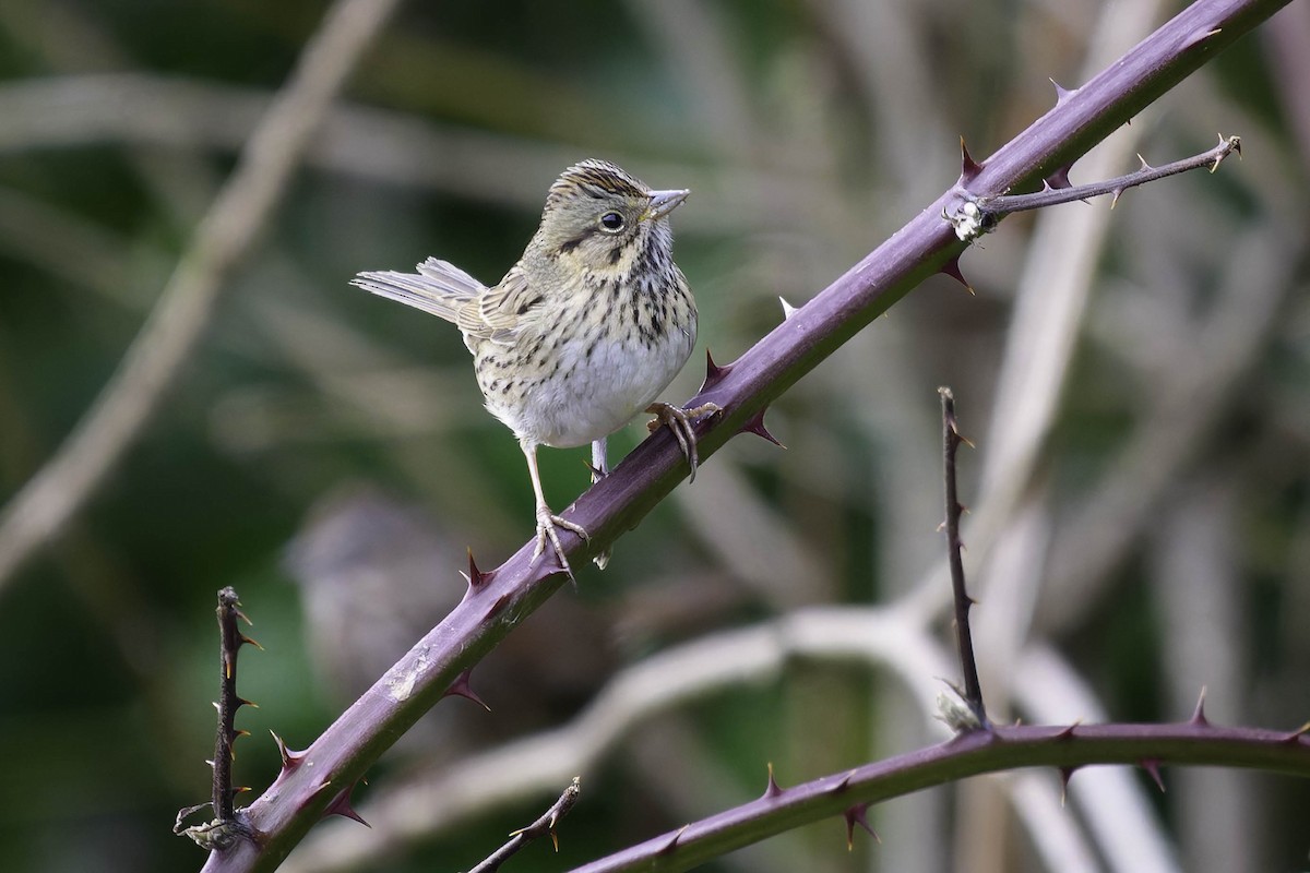 Lincoln's Sparrow - ML647726882