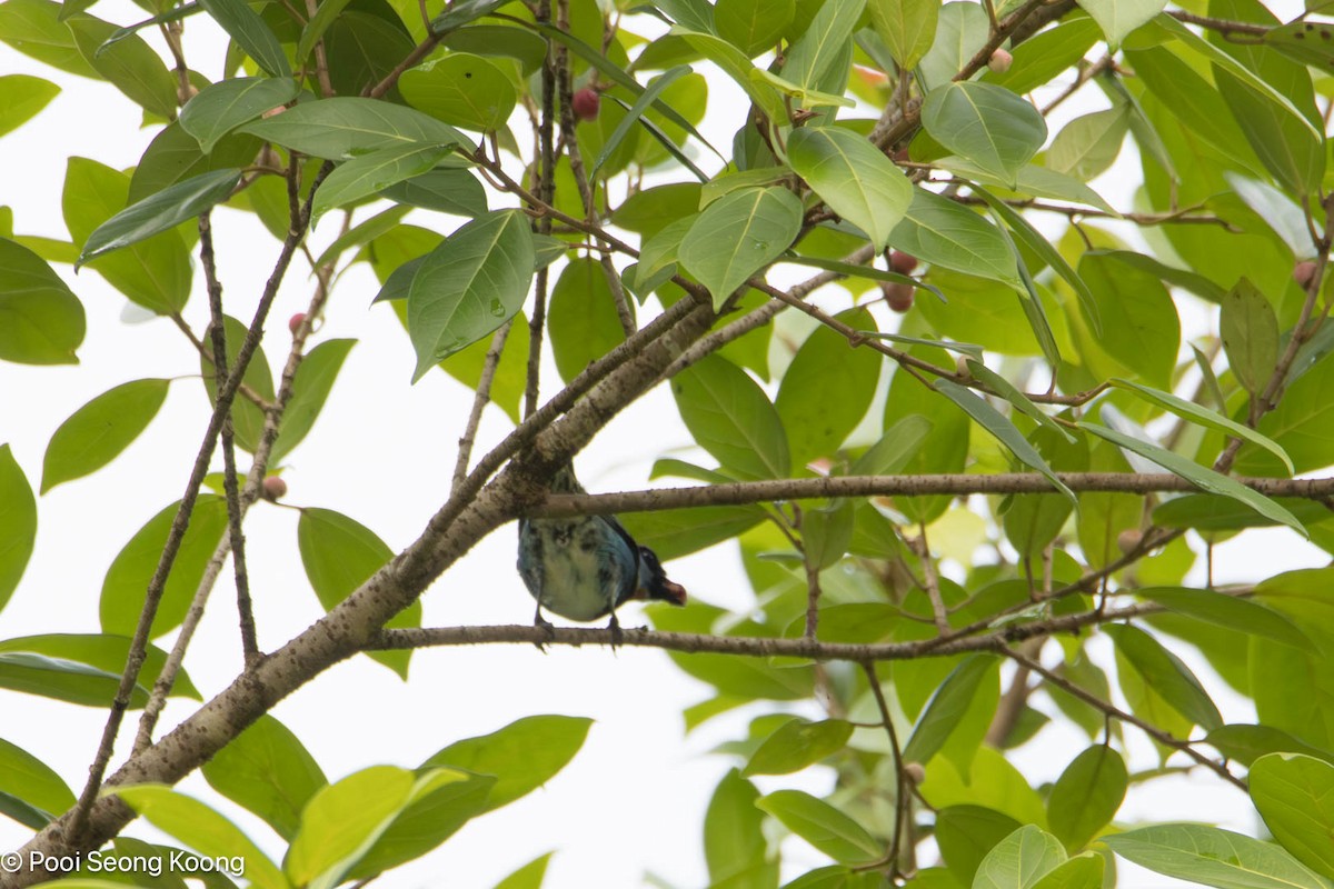 Goldscheiteltangare - ML647726900