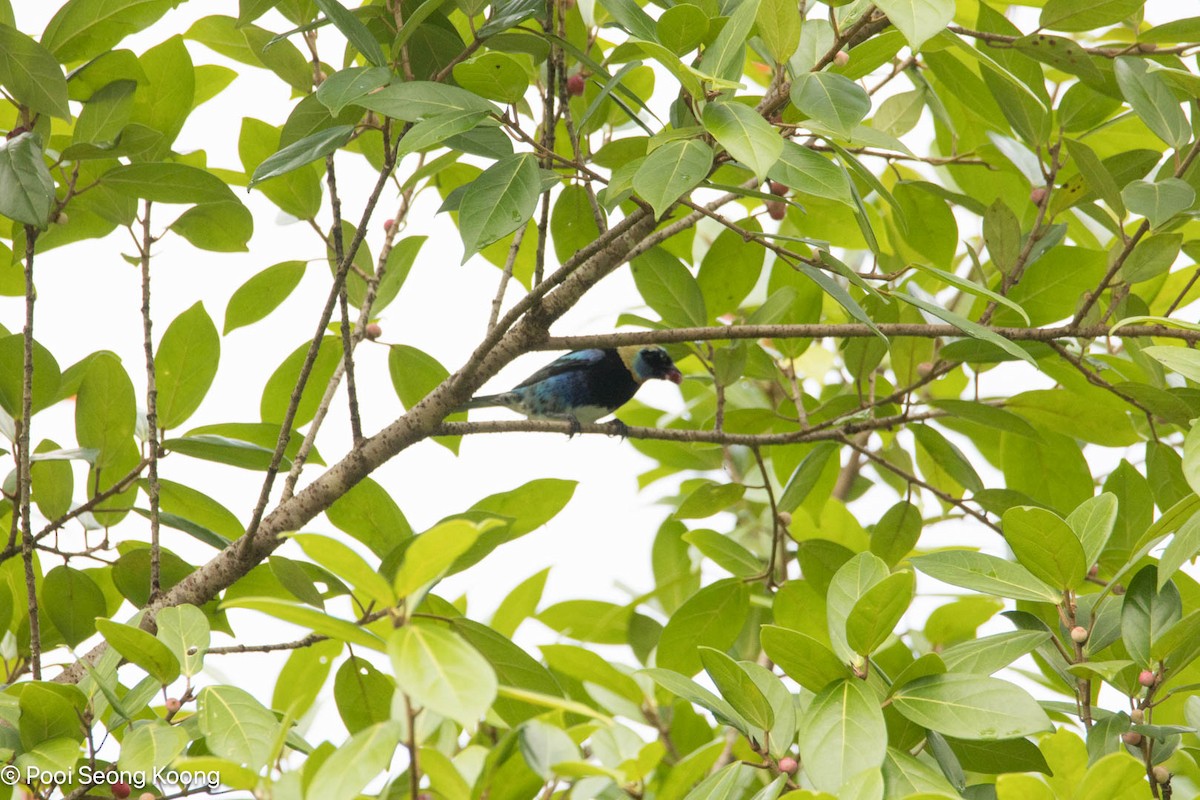 Goldscheiteltangare - ML647726902