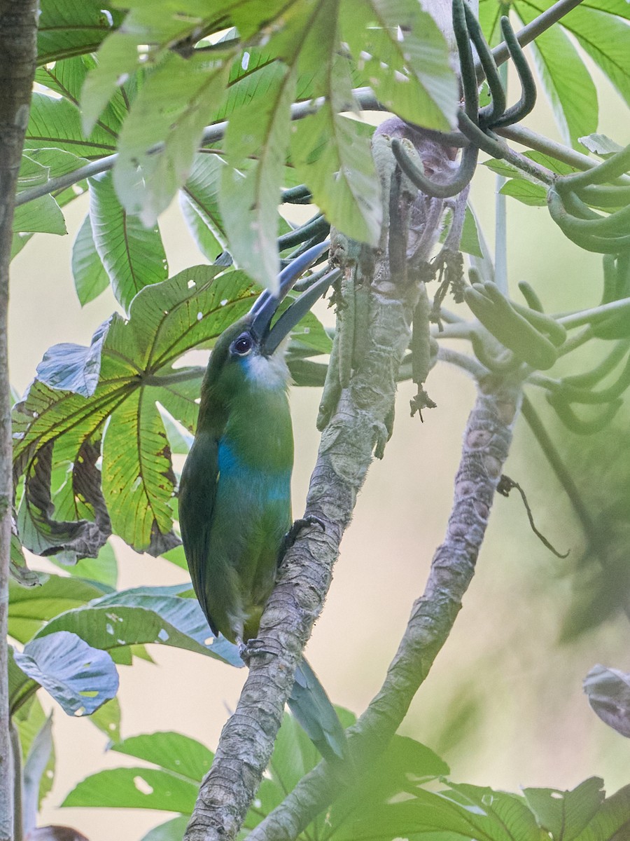 Blue-banded Toucanet - ML647726905