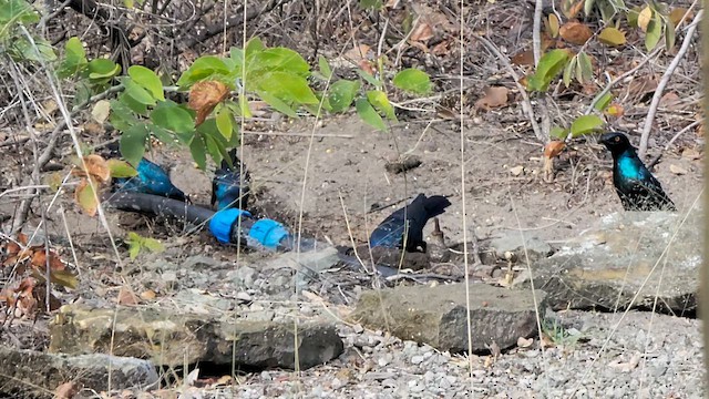 Greater Blue-eared Starling - ML647726920