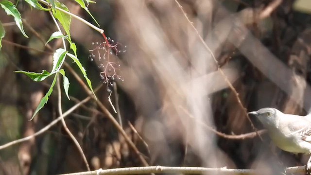 Northern Mockingbird - ML647726926