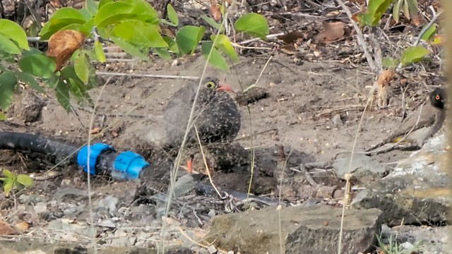 Red-billed Spurfowl - ML647726946