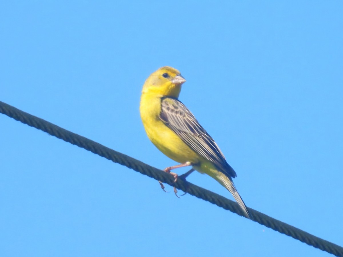 Grassland Yellow-Finch - ML647726988