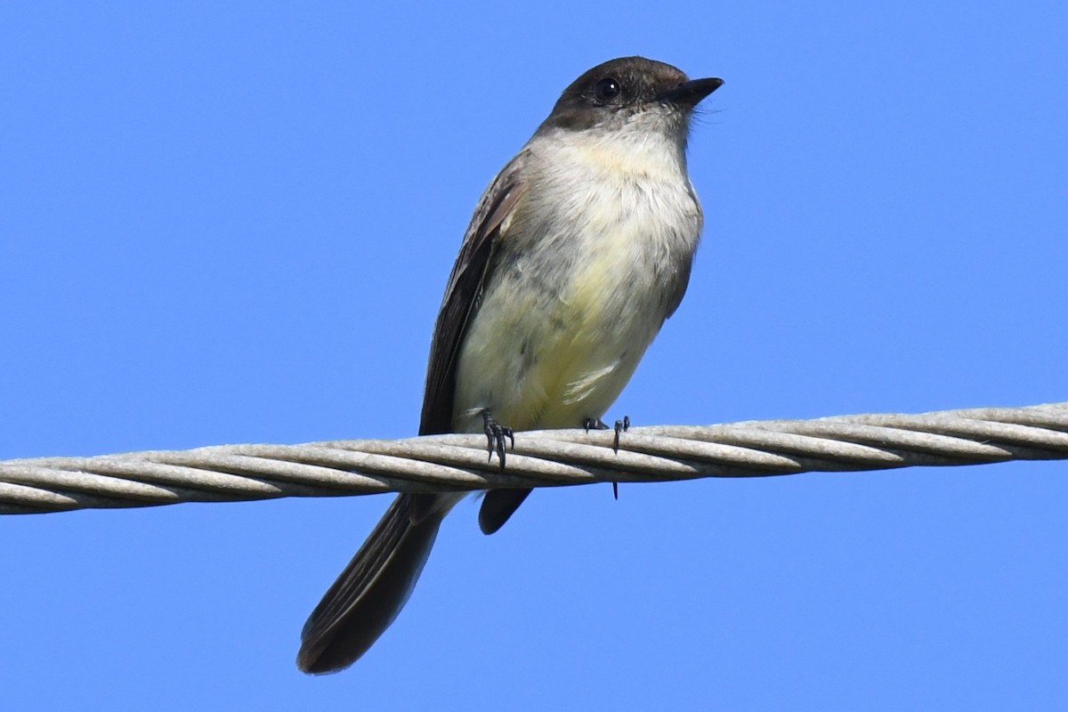 Eastern Phoebe - ML647726992