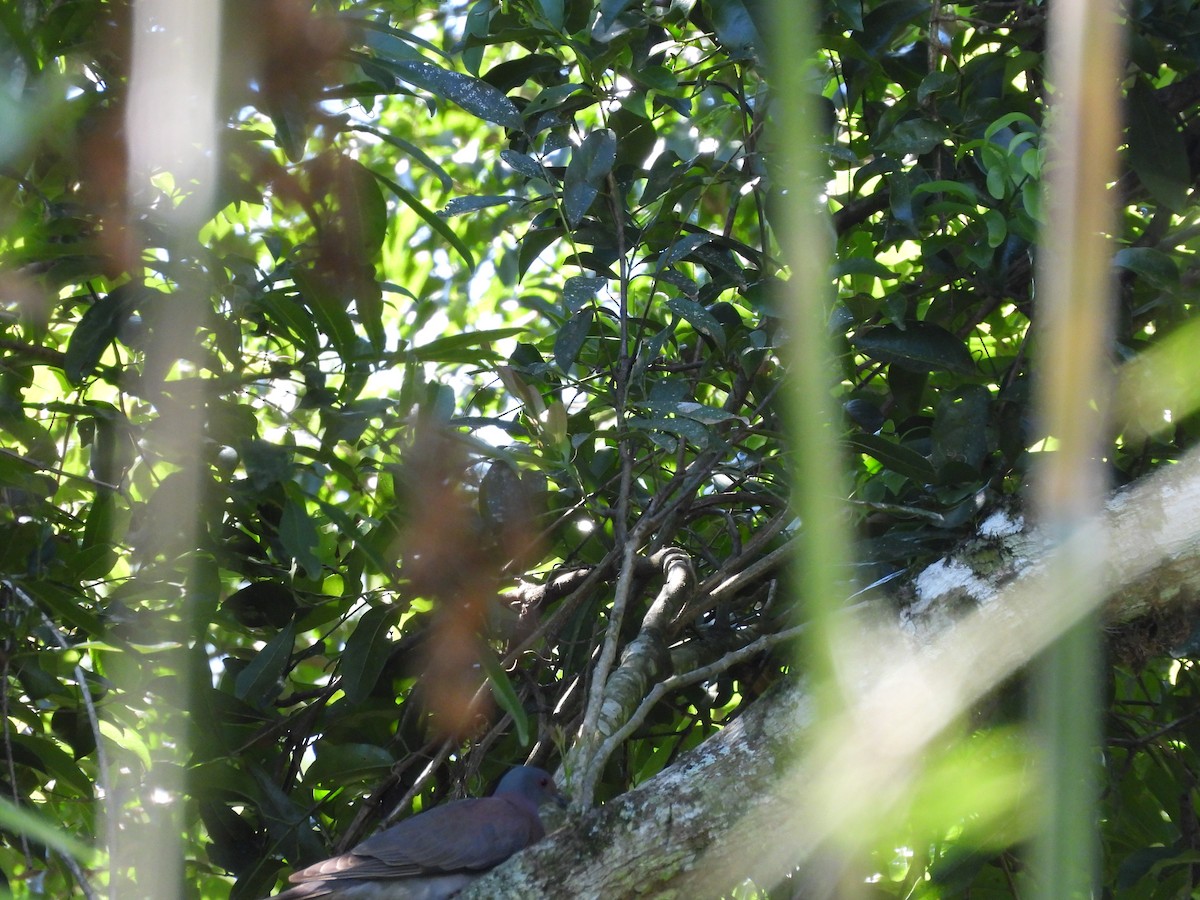 Pale-vented Pigeon - ML647726997