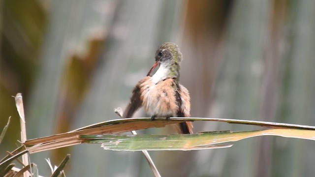 Amazilia Hummingbird - ML647727011