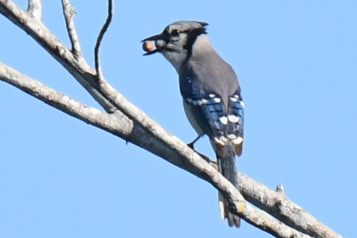 Blue Jay - ML647727052