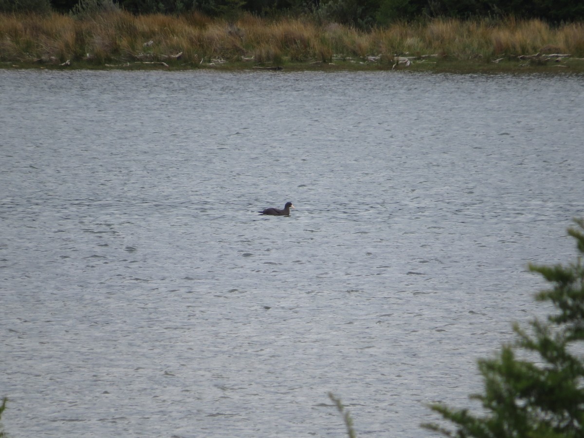 sørkjempepetrell - ML647727057