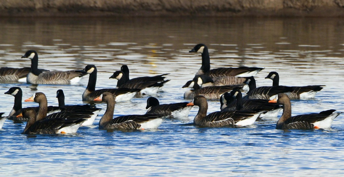 白額雁 - ML647727061