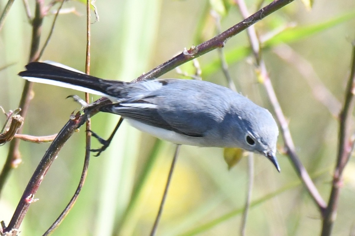 Голубая комароловка - ML647727065