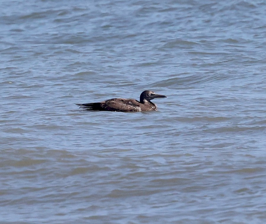 havsule - ML647727074